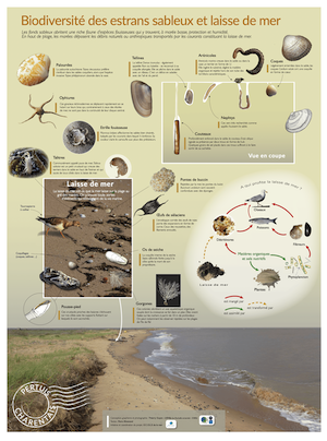 Biodiversité littorale 1