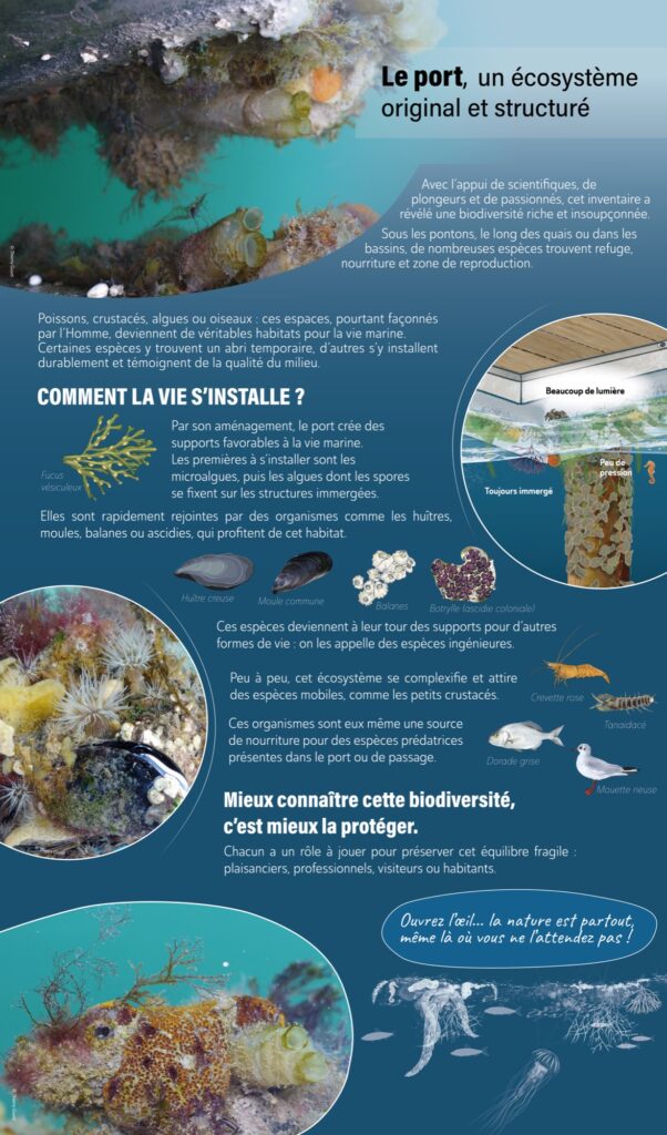 À l’ombre des pontons ...découverte d’un écosystème original 1