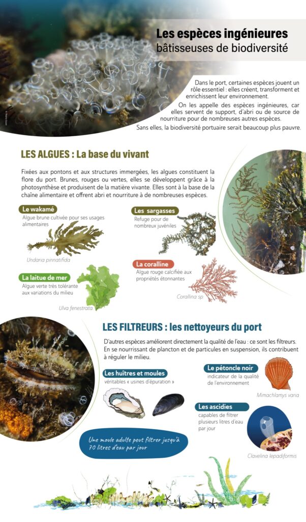 À l’ombre des pontons ...découverte d’un écosystème original 2