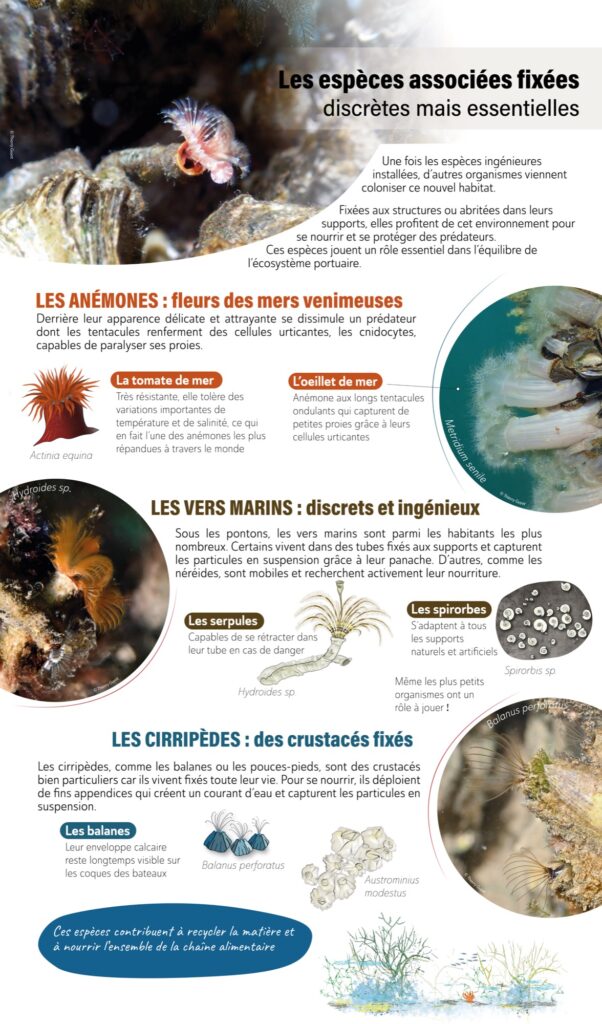 À l’ombre des pontons ...découverte d’un écosystème original 3