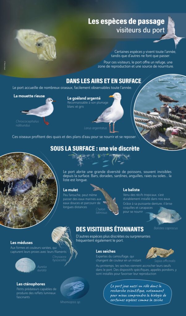 À l’ombre des pontons ...découverte d’un écosystème original 5